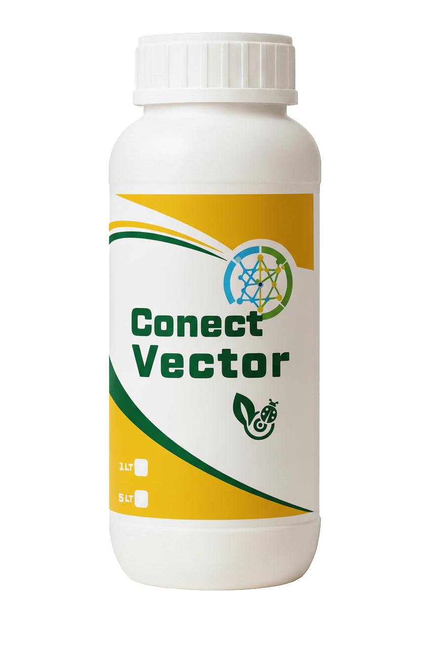 Conect Vector